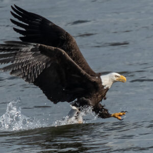 Bald Eagle 2000