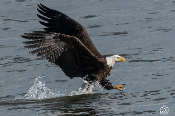 Bald Eagle 2000