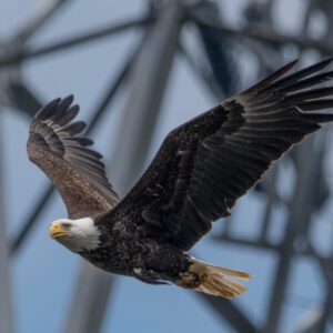 Bald Eagle 2001