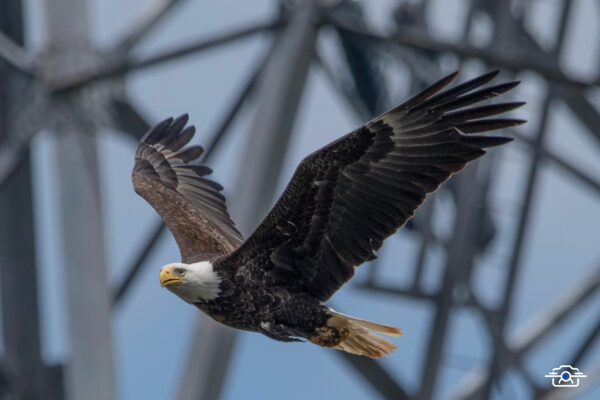 Bald Eagle 2001