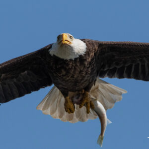 Bald Eagle 2002