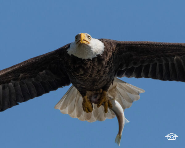 Bald Eagle 2002