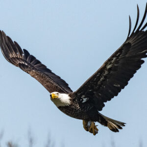 Bald Eagle 2003