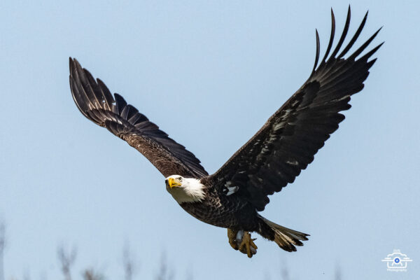 Bald Eagle 2003