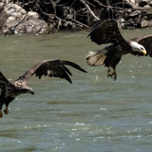 Bald Eagle 2004