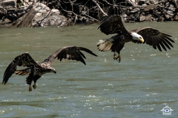 Bald Eagle 2004