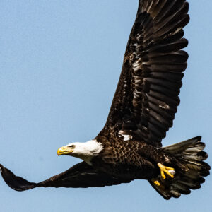 Bald Eagle 2005