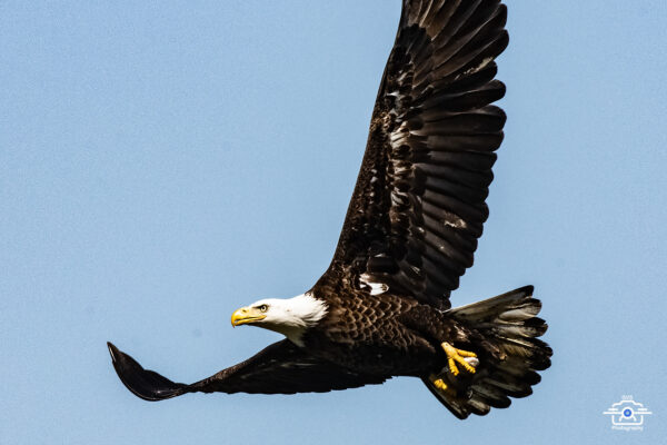 Bald Eagle 2005