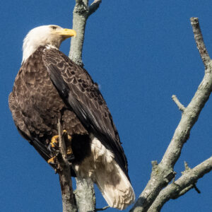 Bald Eagle 2006