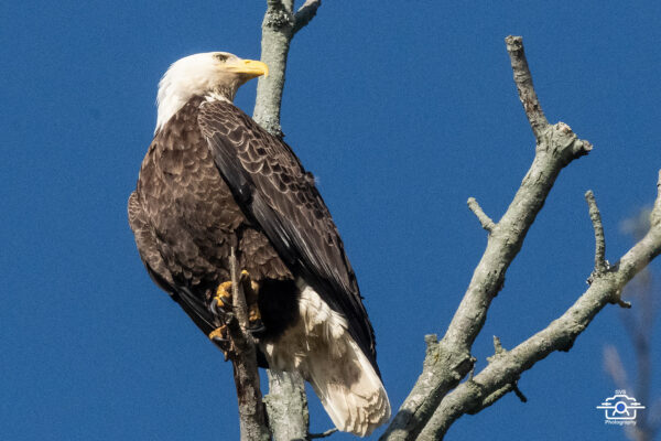 Bald Eagle 2006