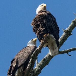 Bald Eagle 2007