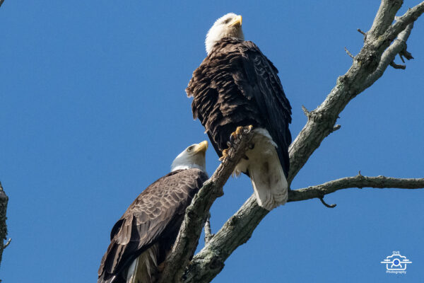Bald Eagle 2007