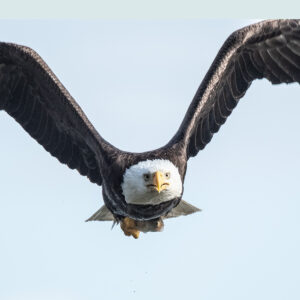 Bald Eagle 2008