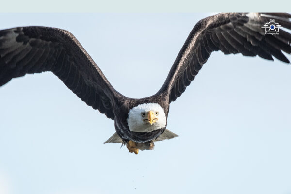 Bald Eagle 2008