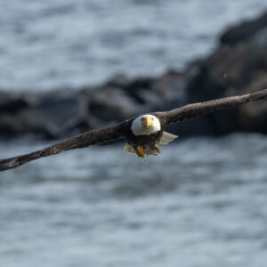 Bald Eagle 2009