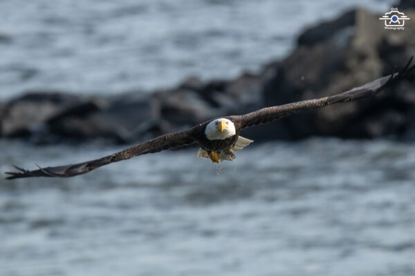 Bald Eagle 2009