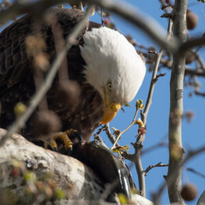 Bald Eagle 2010